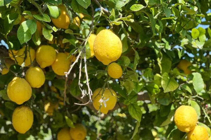 frag-header-citron