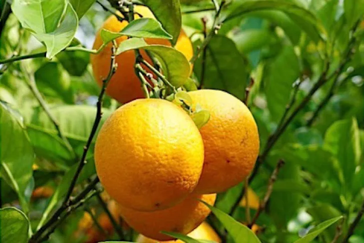frag-header-mandarine2